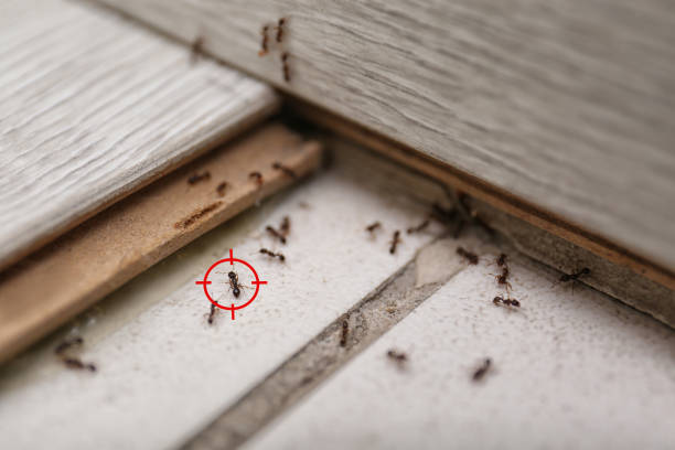 Best Emergency Pest Control  in Emerd Mountain, AL