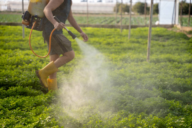 Best Pest Inspection Near Me  in Emerd Mountain, AL