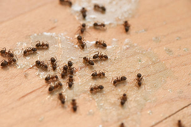 Best Residential Pest Control  in Emerd Mountain, AL