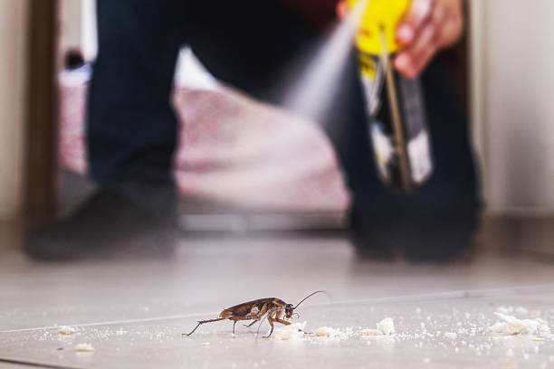 Best Pest Control for Homes  in Emerd Mountain, AL